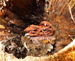 mushroom Photo: Nate Rosebrooks