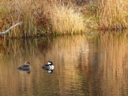 Hooded mergansers Photo: Ken Hatch