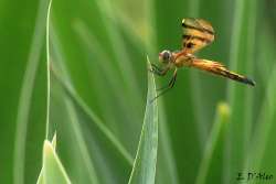 Painted Skimmer Photo: Eric D'Aleo