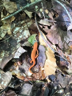 Red Eft Photo: Rodney Johnson