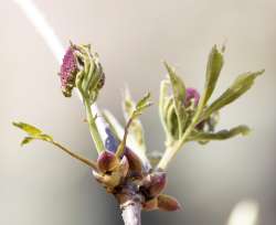 Red elderberry Photo: Anonymous