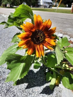 Sunflower Photo: Emily S. Rowe