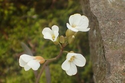 Rock Cress Photo: Nan Peckham