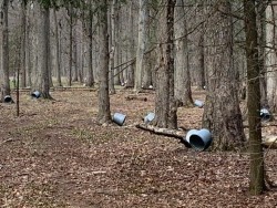 Sap Buckets Photo: Ian Klingbail