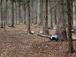 Sap Buckets Photo: Ian Klingbail