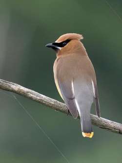 Cedar waxwing Photo: Charlie Schwarz