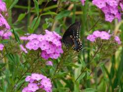 Spicebush butterfly Photo: Bonnie Honaberger