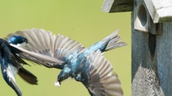 Tree Swallows Photo: Tig Tillinghast