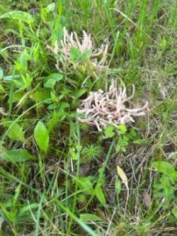 White Fungi Photo: Cathy Lather