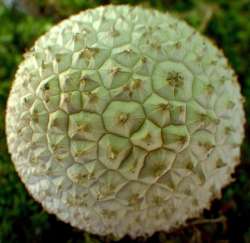 Puffball Photo: Frank Kaczmarek