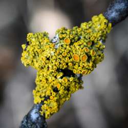 Yellow lichen Photo: Sandy Dannis