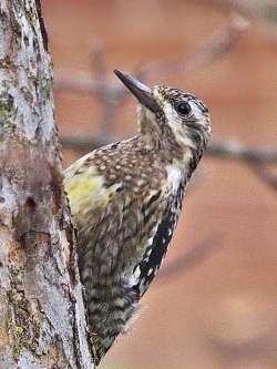 Yellow sapsucker Photo: Charlie Schwarz