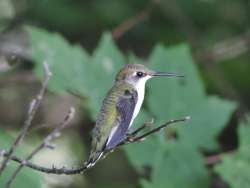 Hummingibrd Photo: Harriet Szanto