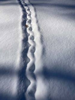 Snow tracks Photo: Andrew L. Nemethy