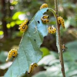 Sawfly Photo: Dawn Brooks