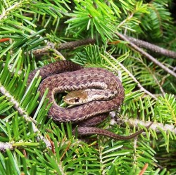 Snake Photo: Paul Fillion