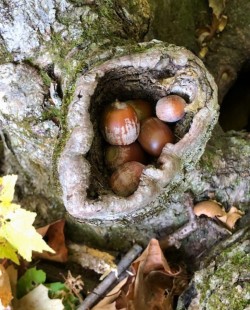 Squirrel cache Photo: Penelope Harris