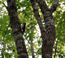 Downy woodpecker Photo: Doug Heavisides