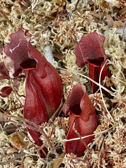 15-nallett-purple-pitcher-plant.jpg