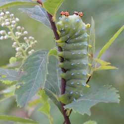 Cecropia Photo: AM Dannis