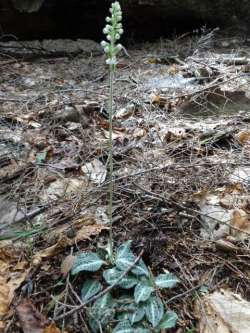 rattlesnake plantain Photo: Jack Nelson