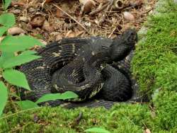 timber rattlesnake Photo: Charlie Schwarz