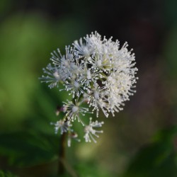 Red Baneberry Photo: AM Dannis