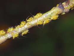 Aphids Photo: Frank Kaczmarek