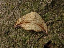 Arched Hooktip Photo: Charlie Schwarz