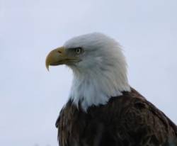 Bald Eagle Photo: Richard Carbonetti