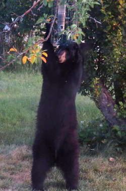 15_bear_and_bird_feeder.jpg