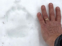 Bear track Photo: Rob Reiber