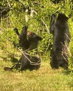 Bears Photo: Anne O’Malley