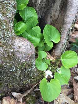 Forest bloom Photo: Sharon Bombard