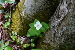 Bunchberry Photo: Stephen Fox