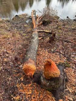 Busy beavers Photo: Tom Grett