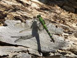 Common pondhawk Photo: Pam Landry