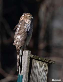 Coopers hawk Photo: Jackie Robidoux