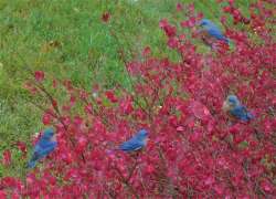 bluebirds Photo: Vin Lawrence