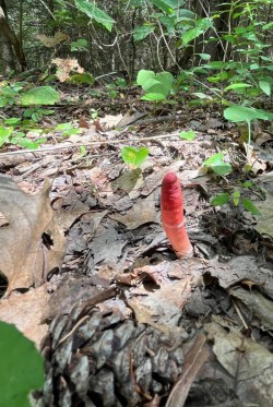 Elegant stinkhorn Photo: Terryanne Maenza-Gmelch