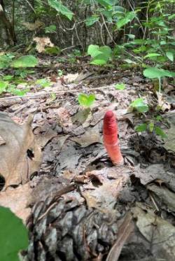 Elegant stinkhorn Photo: Terryanne Maenza-Gmelch