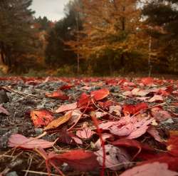 Fall foliage Photo: Emilia Williams