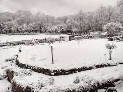 Snow covered trees Photo: Bill Arnold