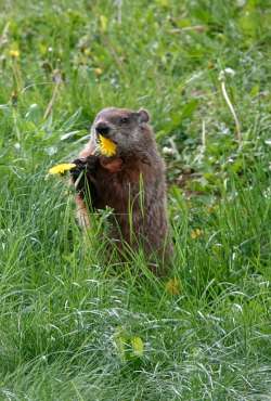 Groundhog Photo: Ann Griffin