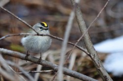 15_golden-crowned_kinglet.jpg