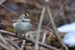 15_golden-crowned_kinglet.jpg