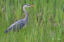 Great Blue Heron Photo: Eric D’Aleo