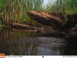 Green Day Photo: Northern Woodlands