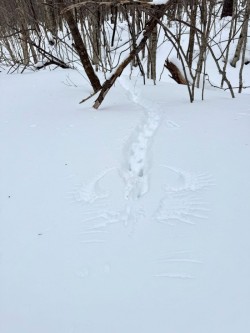 Grouse flight Photo: John Hadden