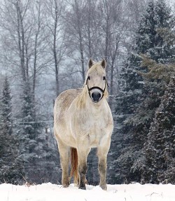 15_horse_in_snow_web.jpg